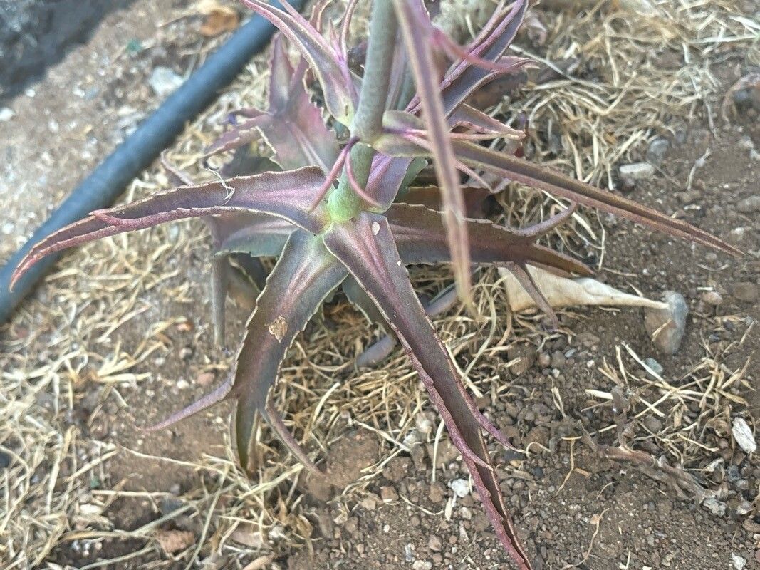 Kalanchoe maromokotrensis — houseplant care guide