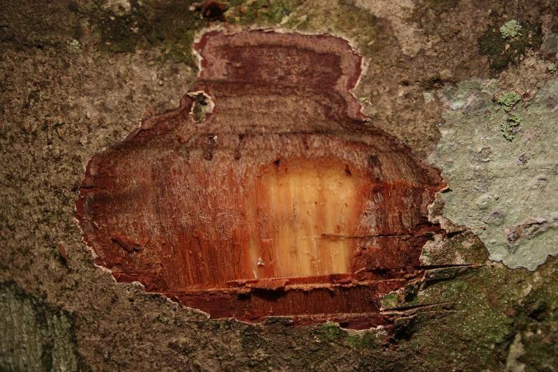 Licania laxiflora other