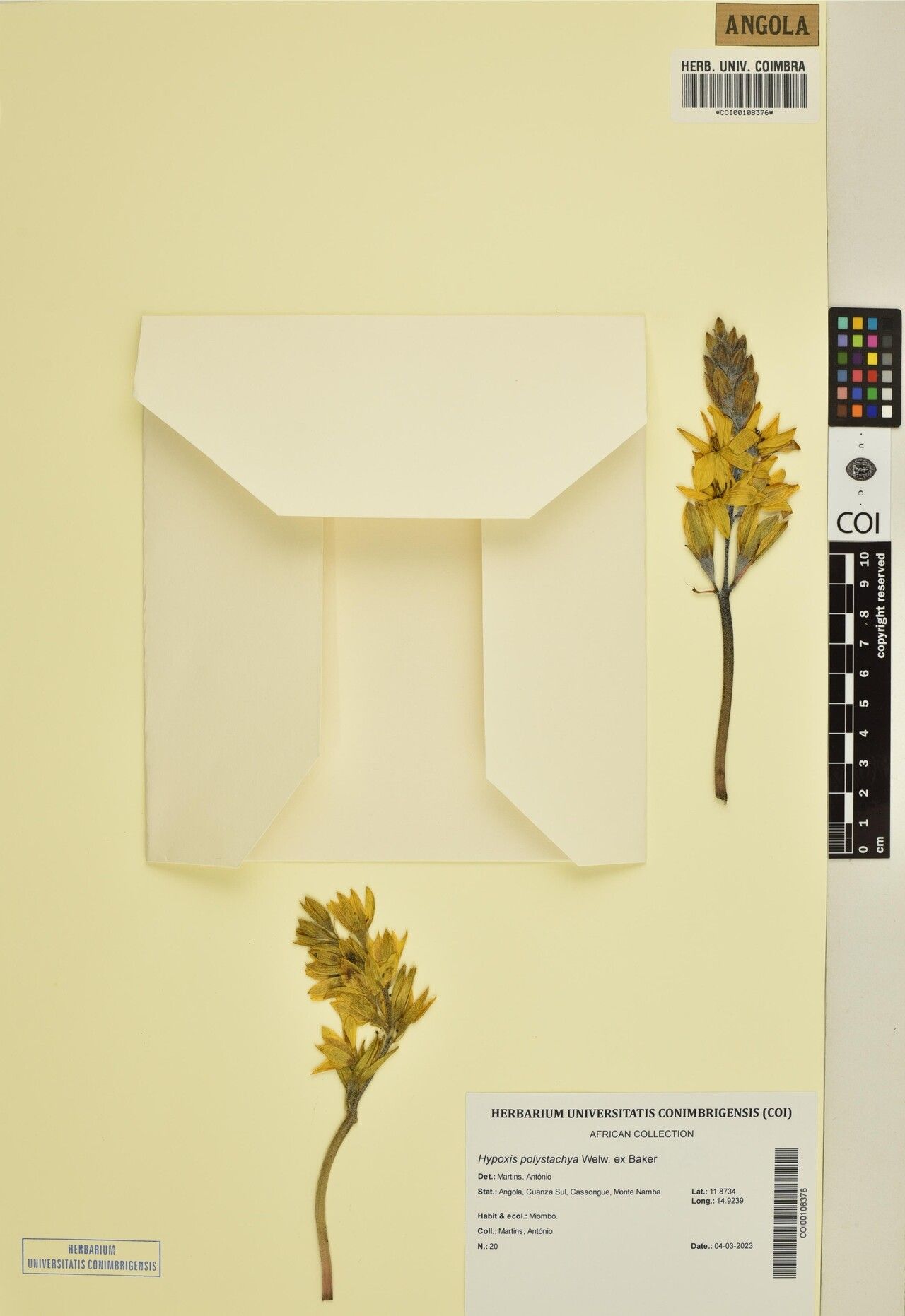 Hypoxis polystachya — search result for 'Hypoxis'