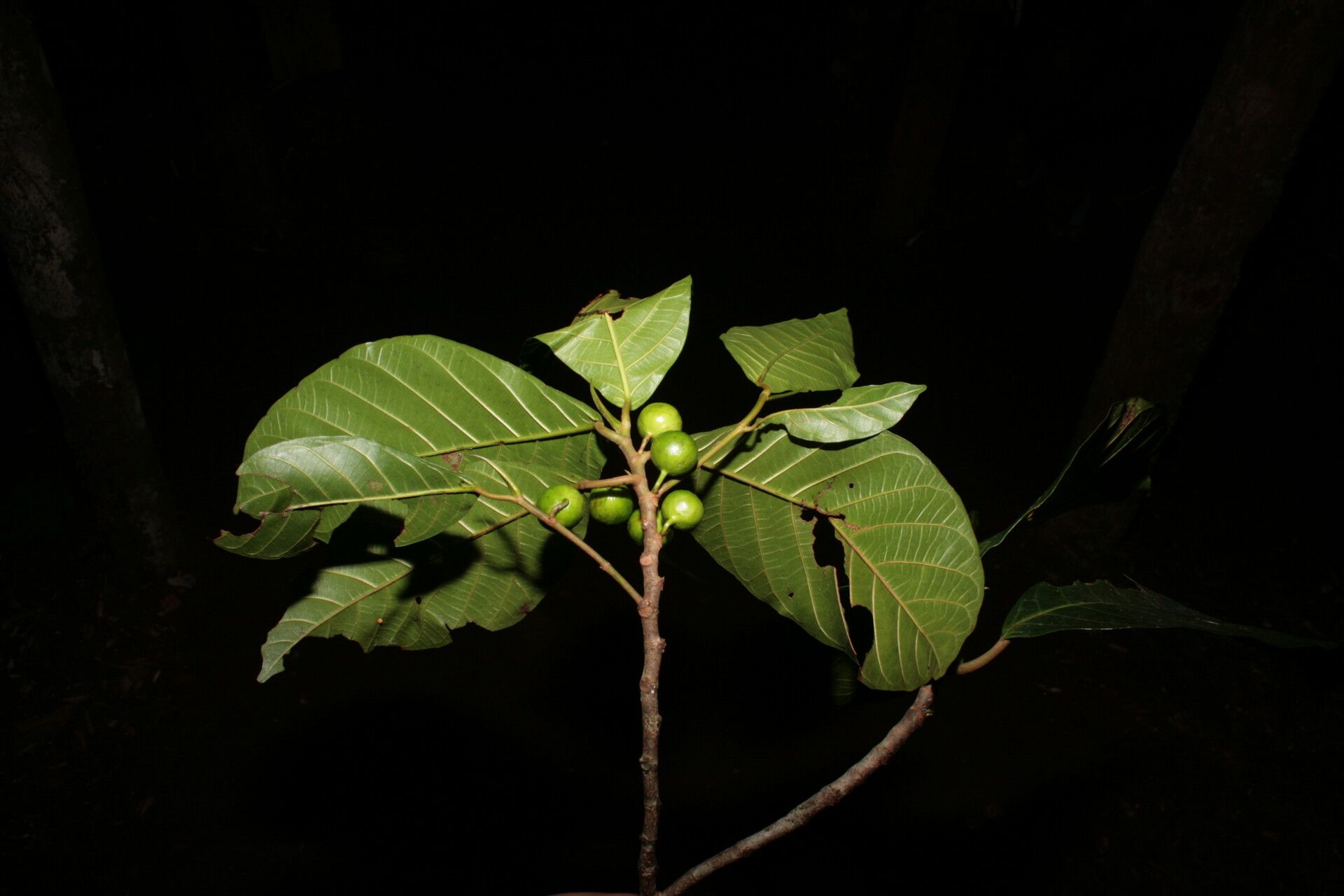Ficus rubrivestimenta fruit