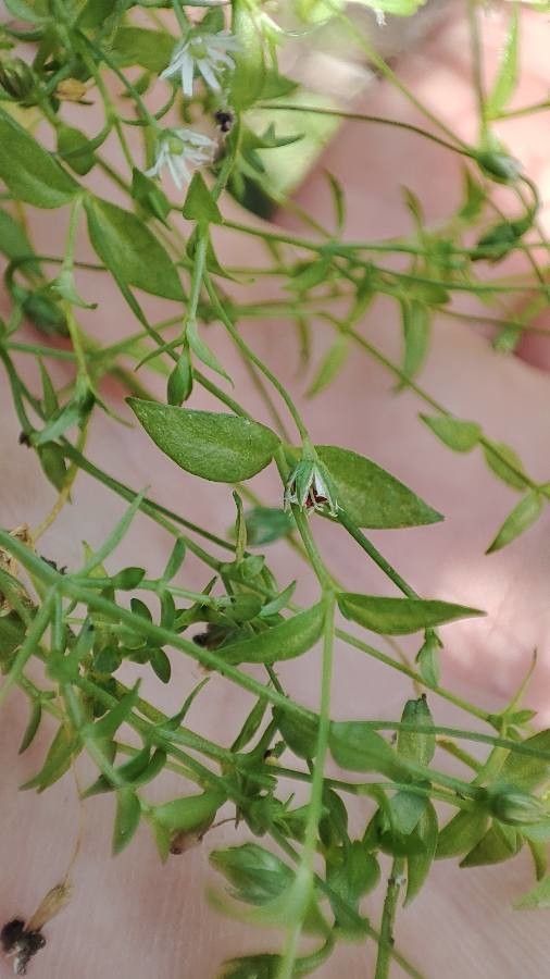 Stellaria crassifolia — search result for 'Stellaria'