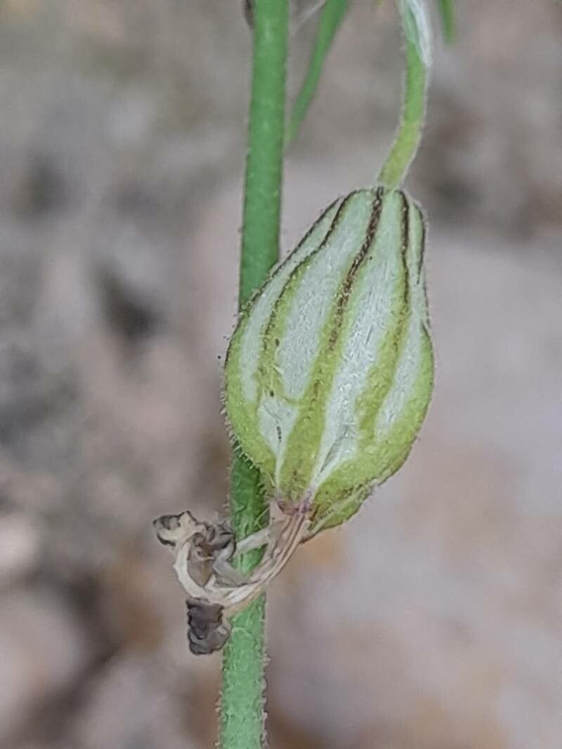 Silene arabica fruit