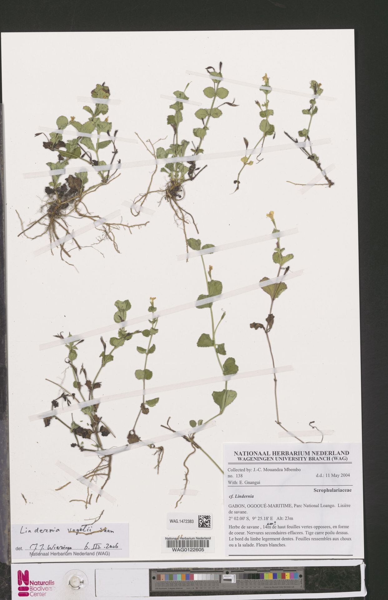 Vandellia vogelii — related species from the same genus