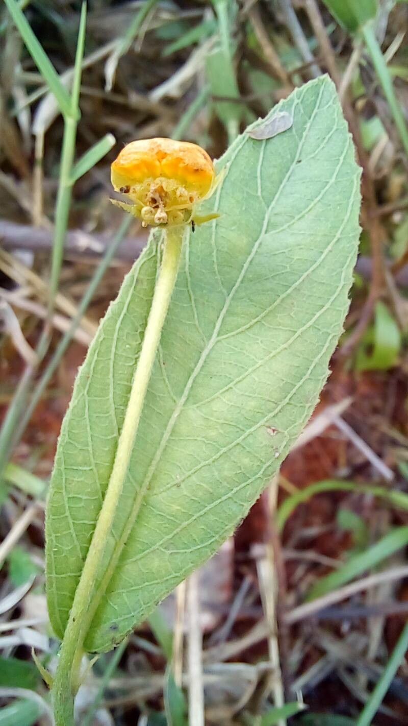 Dalechampia caperonioides leaf