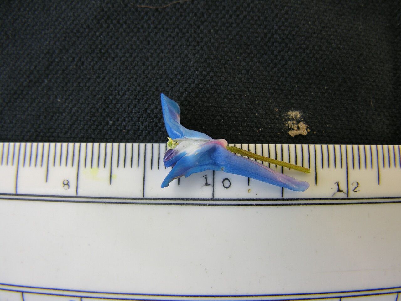 Corydalis cashmeriana other