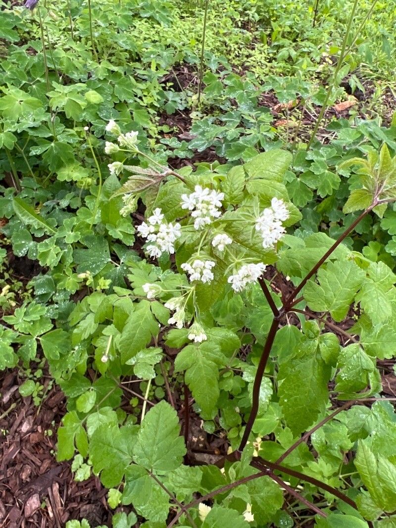 Osmorhiza longistylis flower