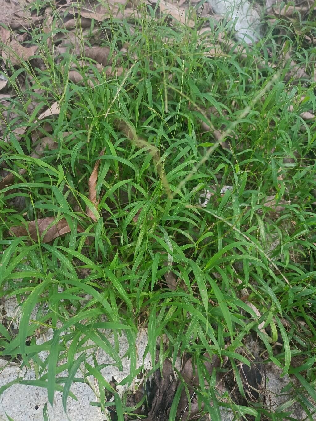 Digitaria radicosa — houseplant care guide