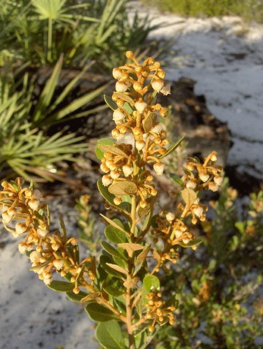 Lyonia ferruginea habit