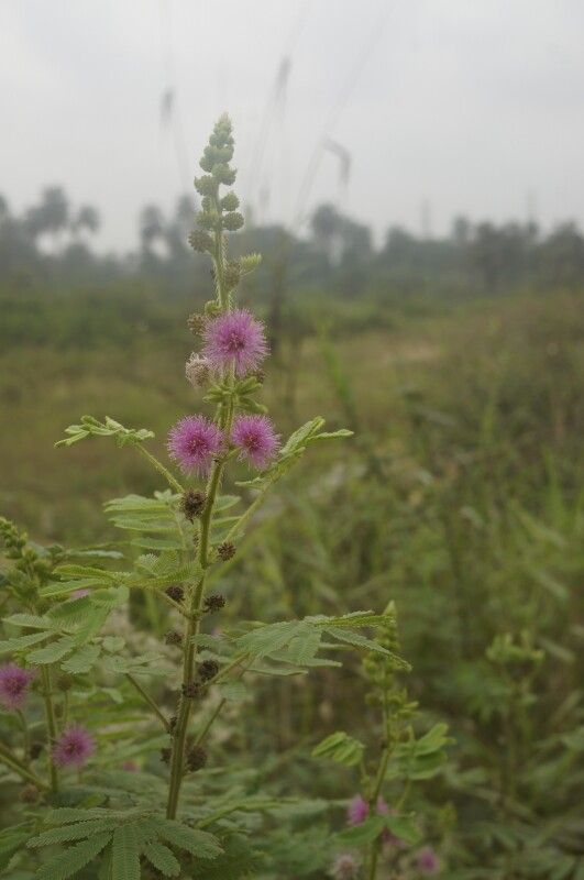 Mimosa invisa flower