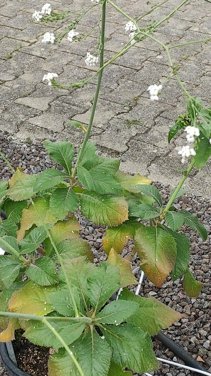 Crambe scaberrima habit
