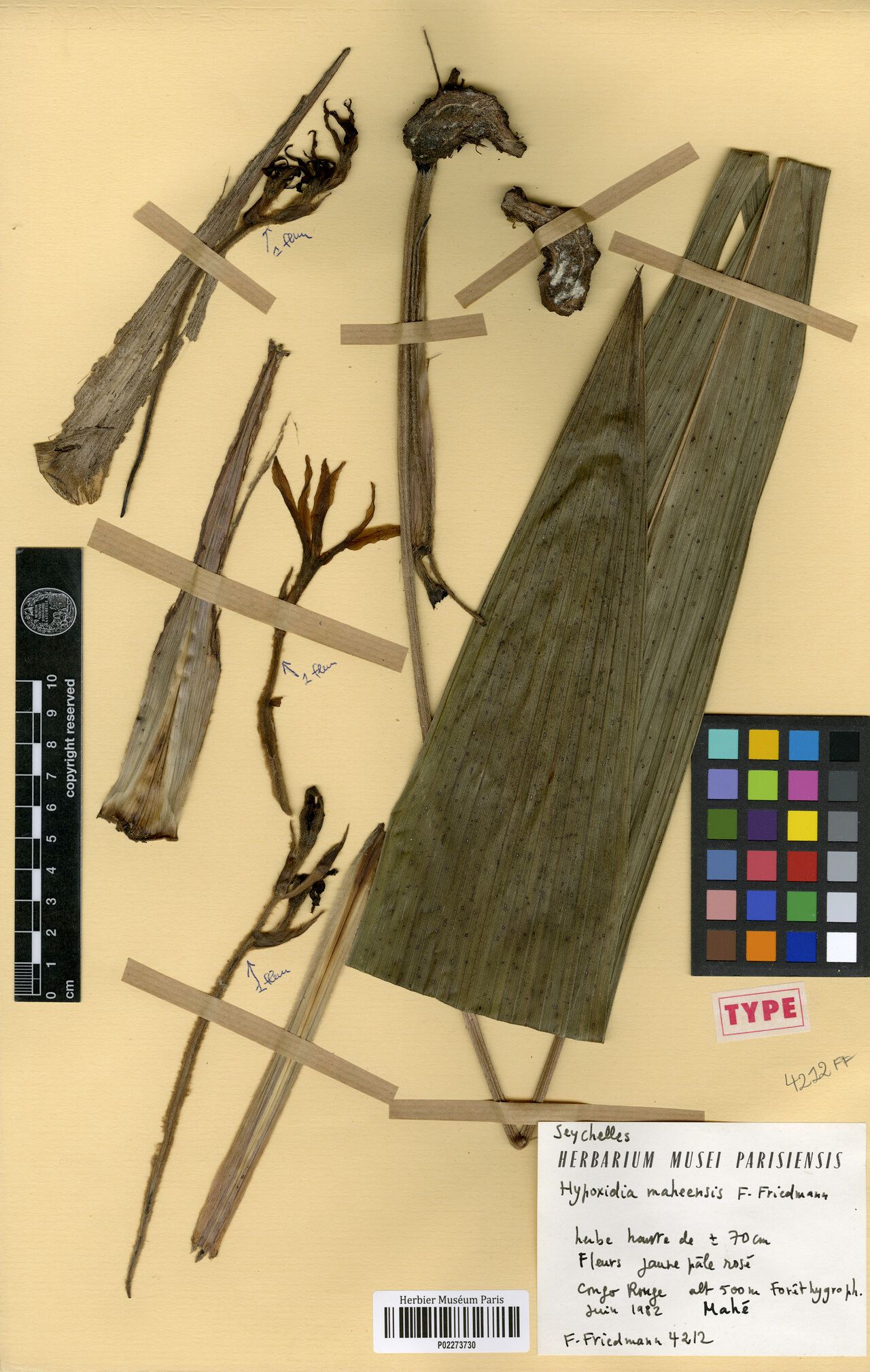 Curculigo maheensis — related species from the same genus