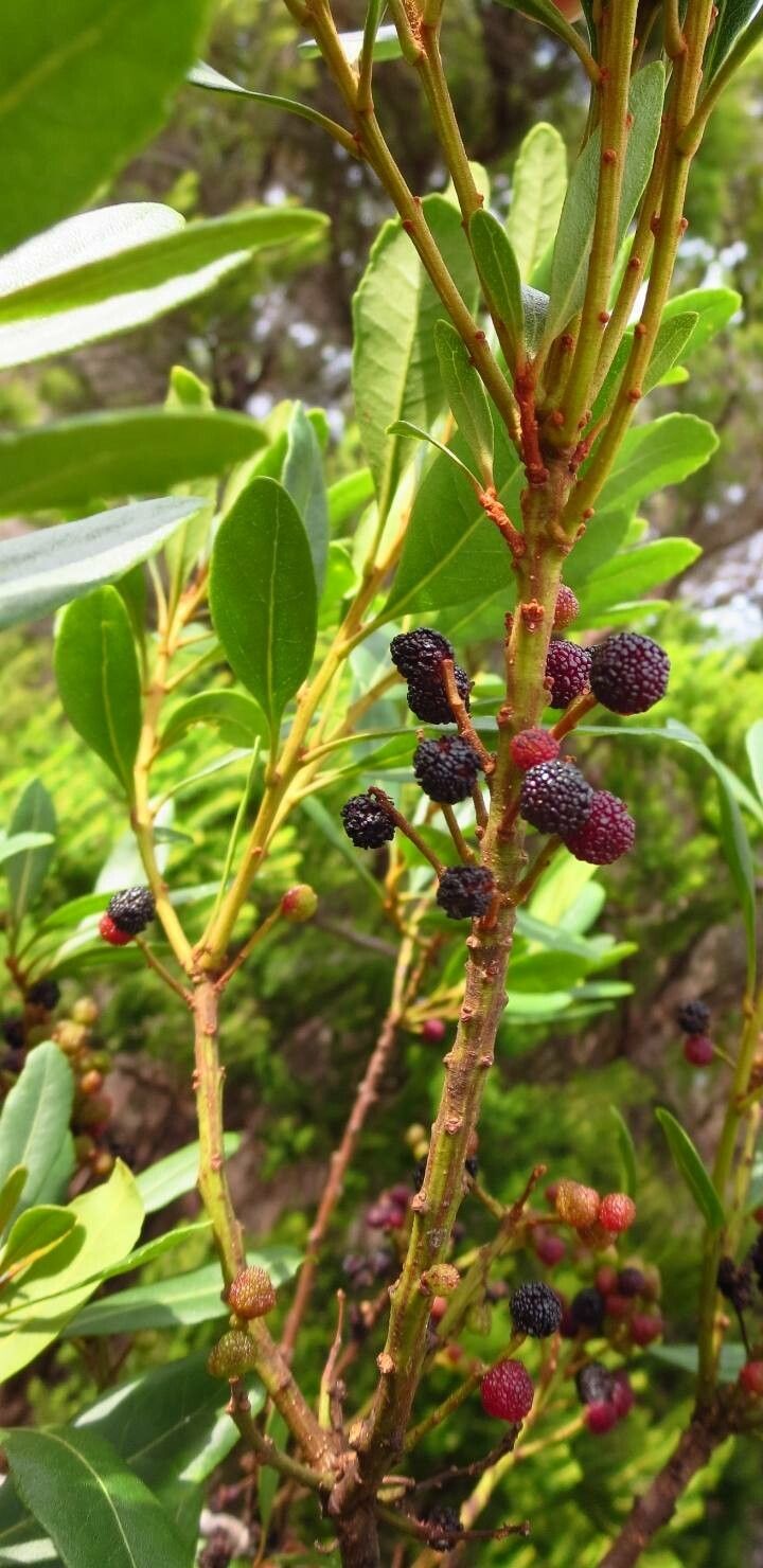 Morella faya fruit