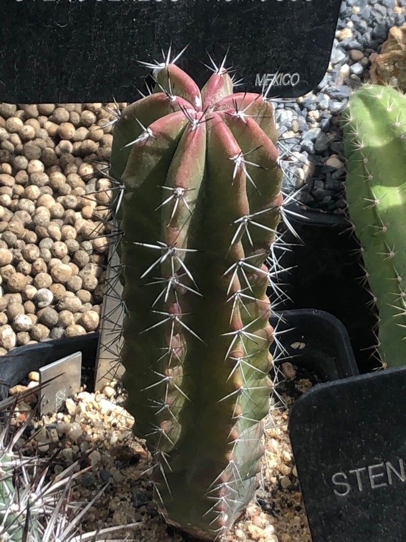 Stenocereus pruinosus leaf