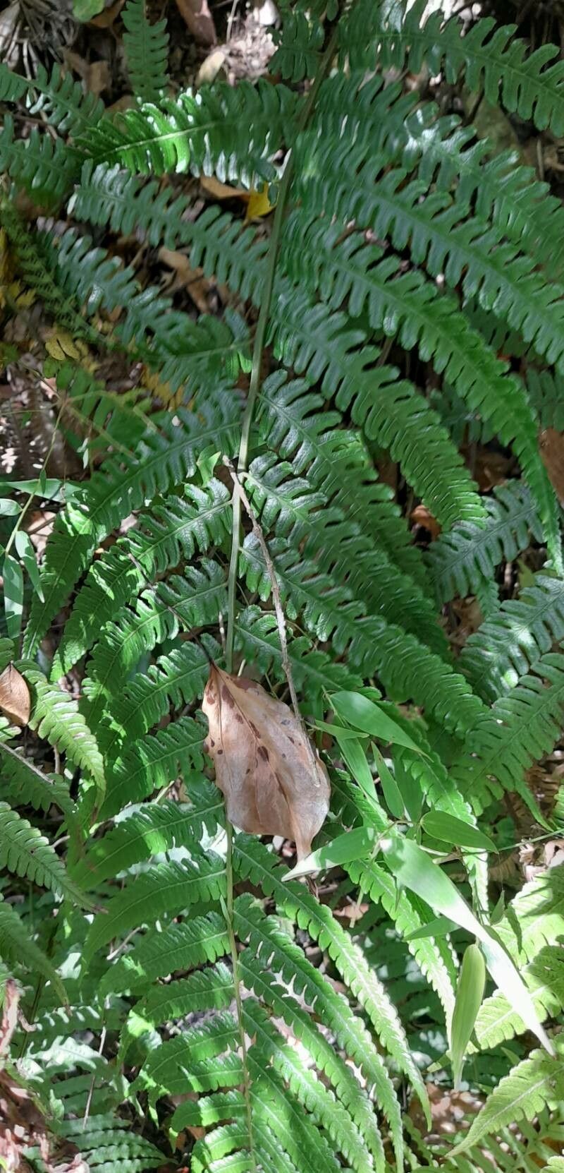 Diplazium pectinatum leaf