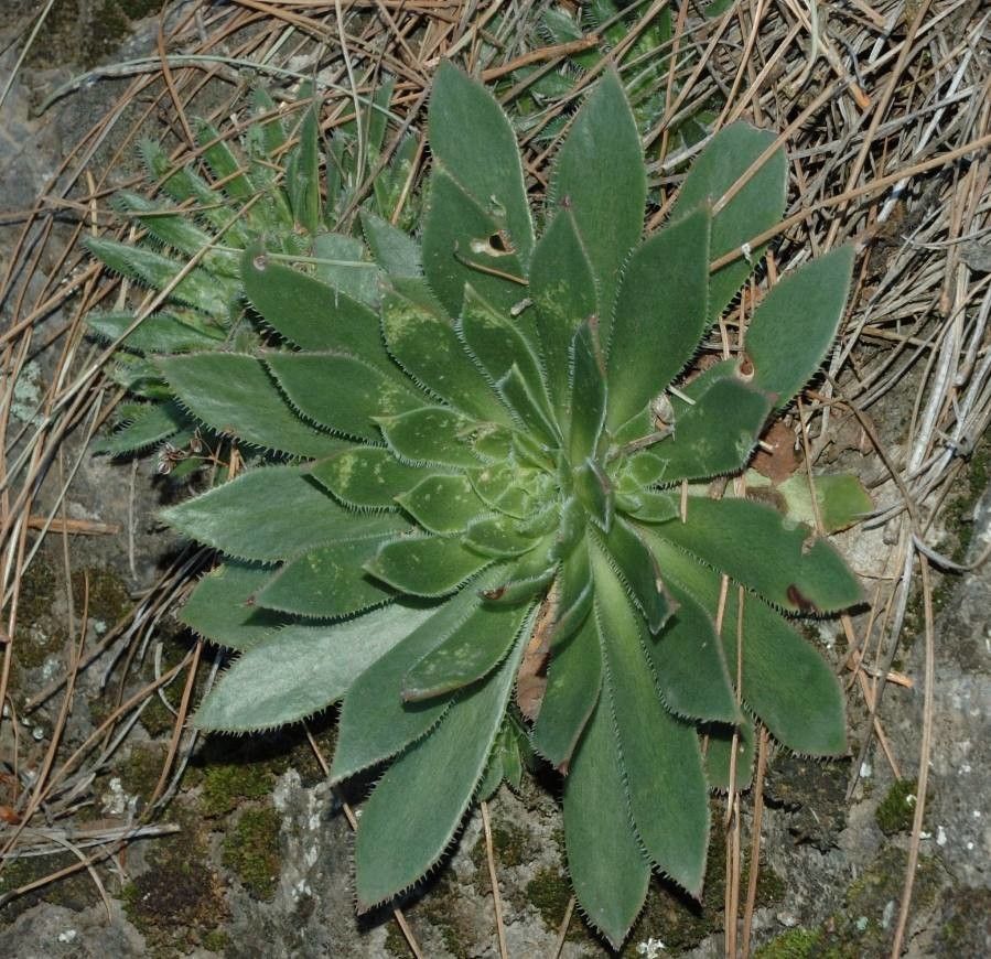 Aeonium simsii leaf