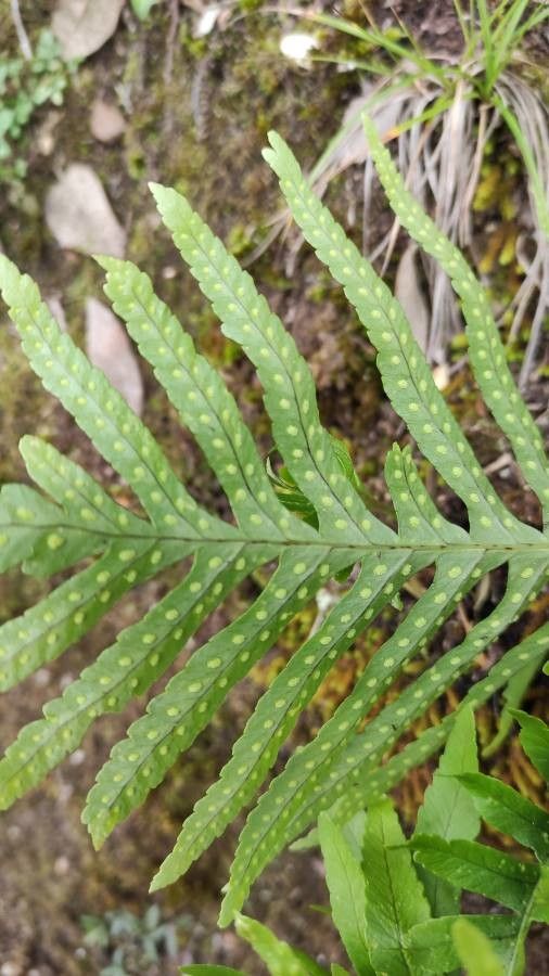 Polypodium cambricum flower