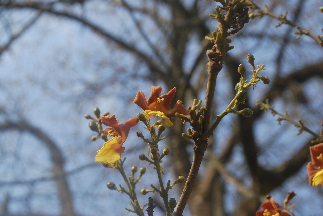 Gmelina arborea fruit
