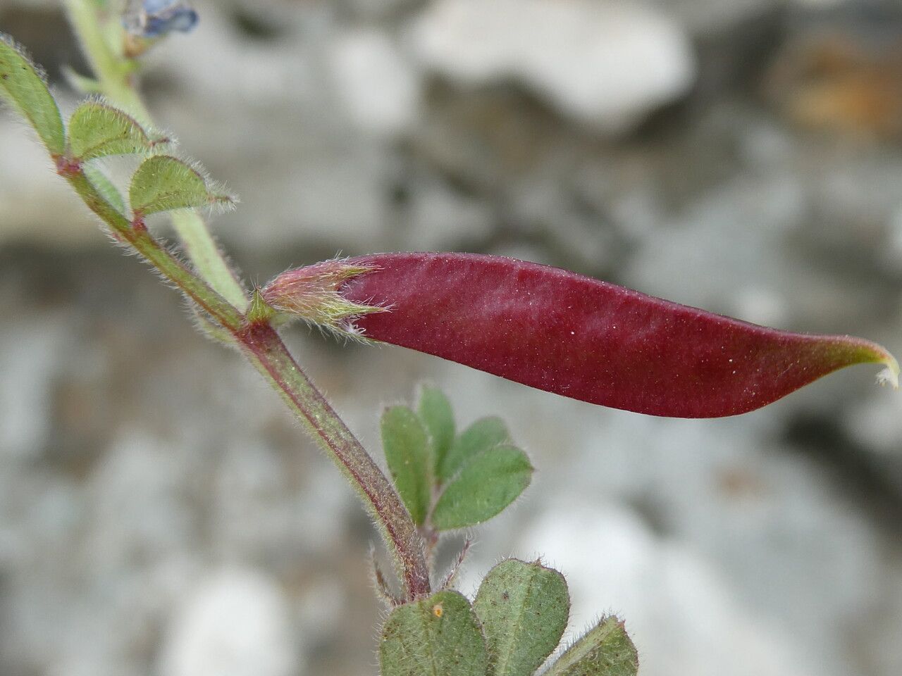 Vicia lathyroides fruit