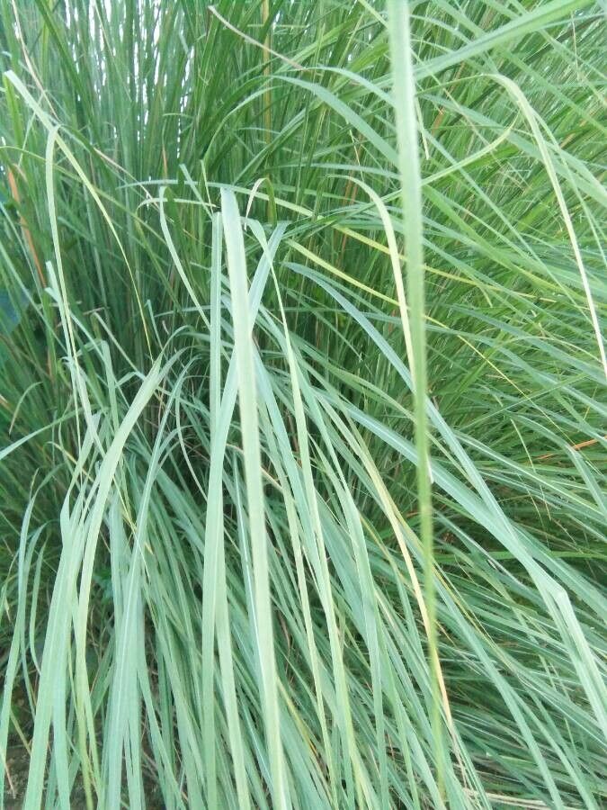 Saccharum spontaneum