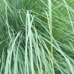 Saccharum spontaneum