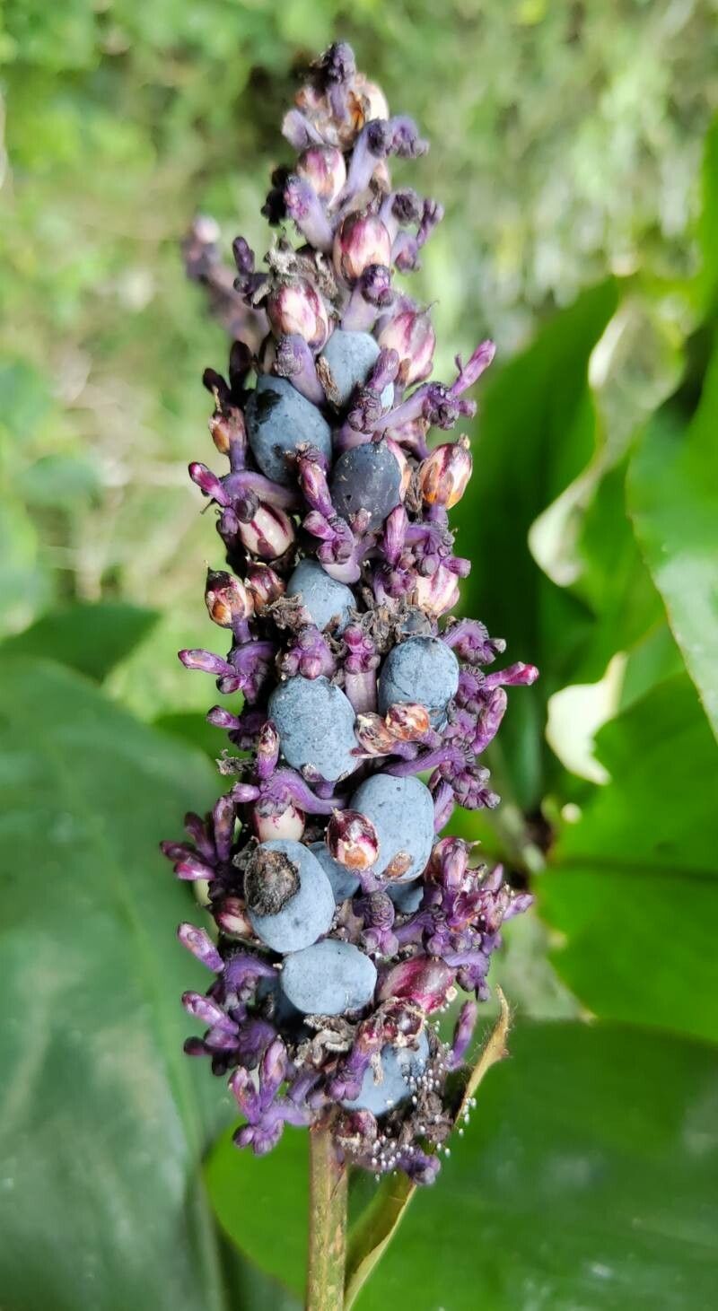 Palisota ambigua fruit
