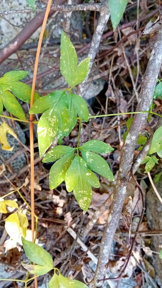Clematis campaniflora leaf