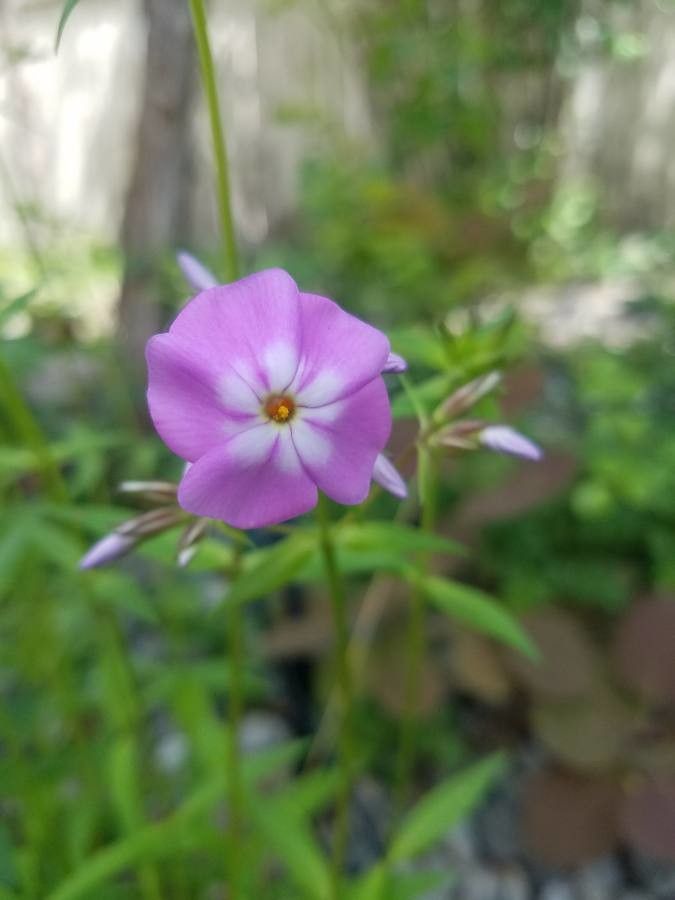 Phlox roemeriana flower
