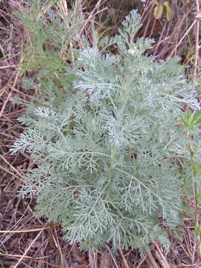 Artemisia austriaca habit