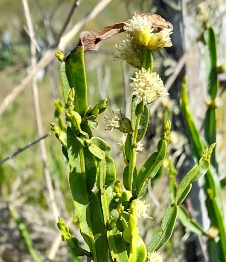 Baccharis trimera flower