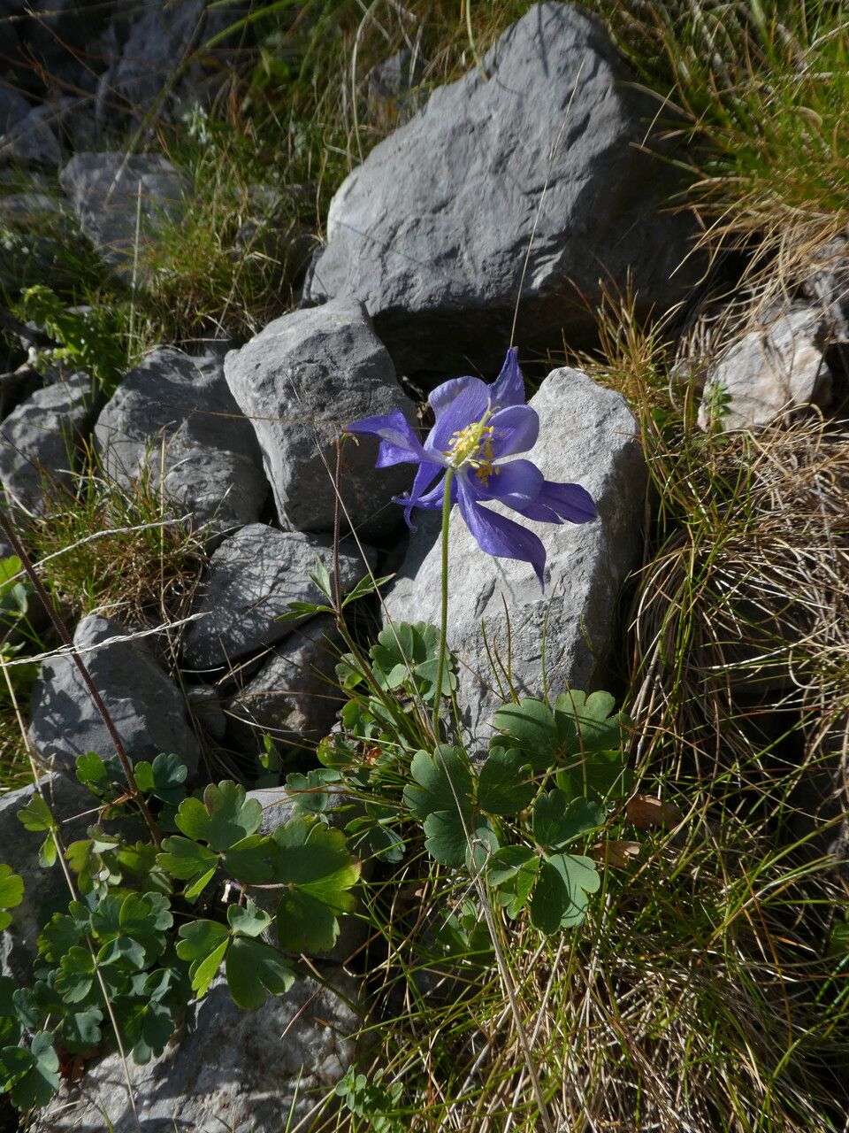 Aquilegia viscosa bark