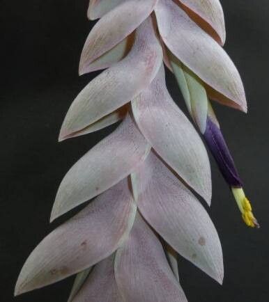 Tillandsia trauneri — houseplant care guide