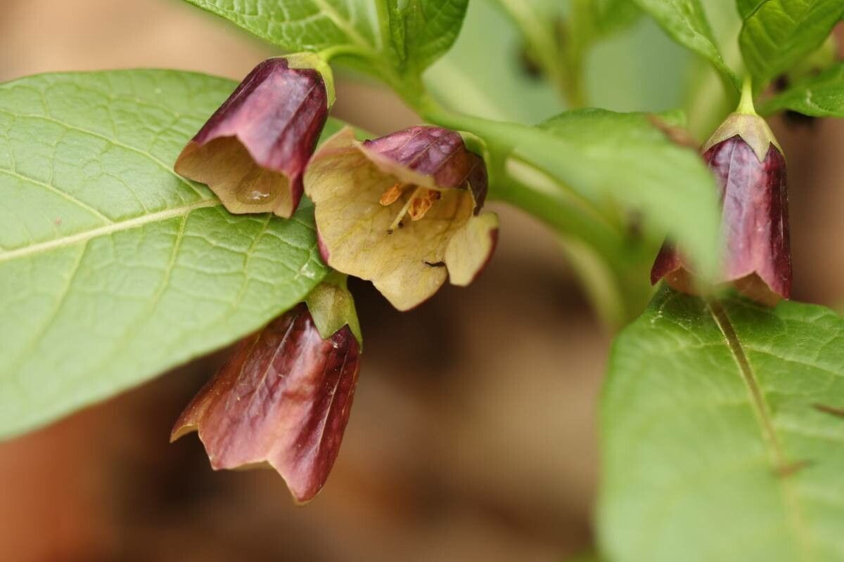 Scopolia japonica — related species from the same genus