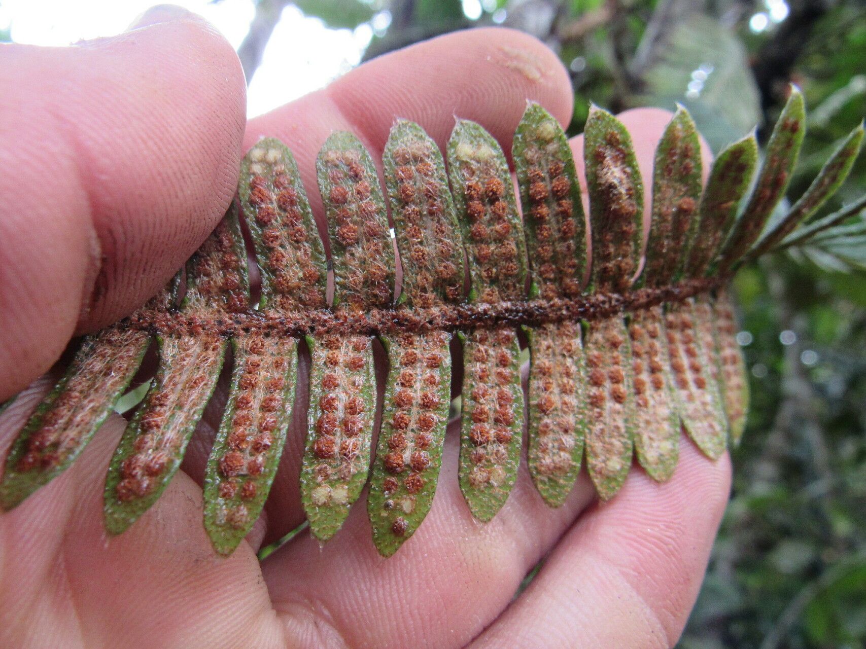 Pleopeltis bombycina bark