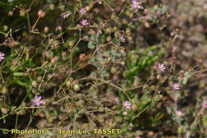 Spergula diandra — related species from the same genus