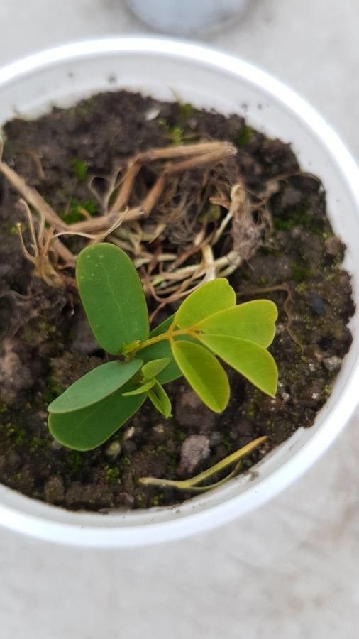 Senna viarum — search result for 'Senna'