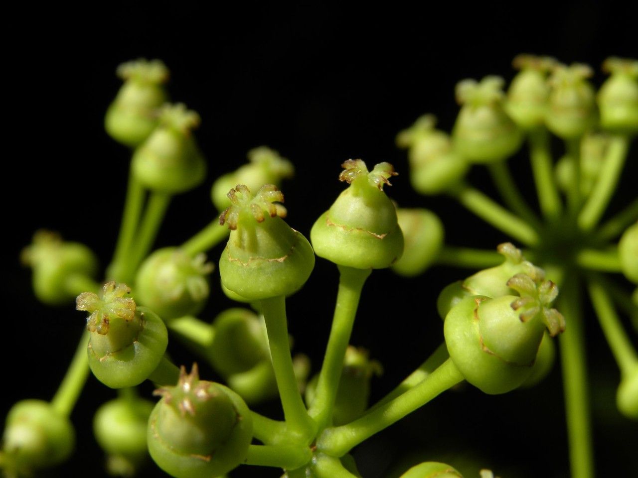 Polyscias repanda flower