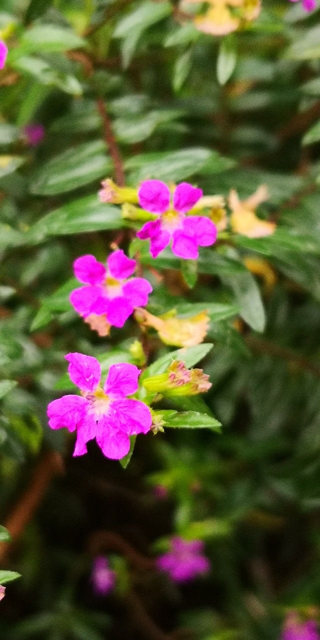 Cuphea hookeriana flower
