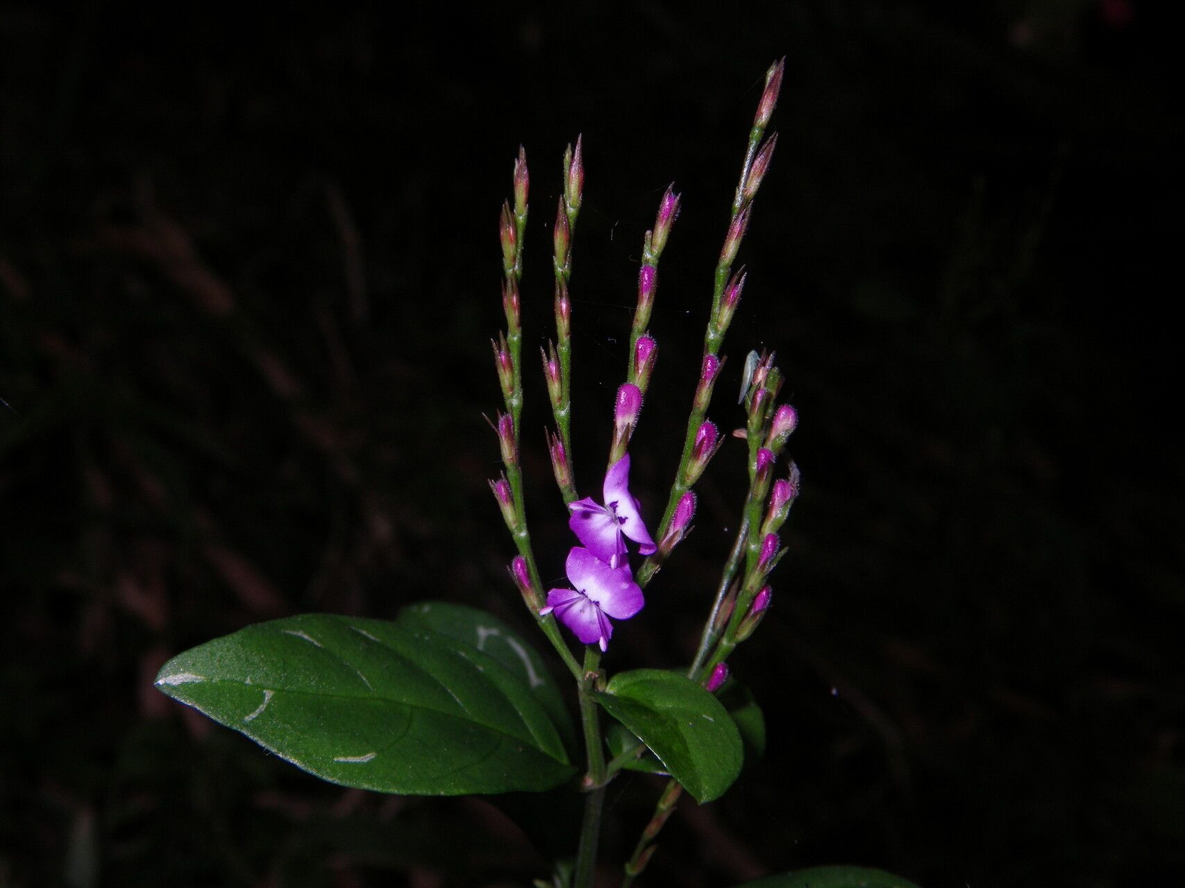 Hypoestes viguieri flower