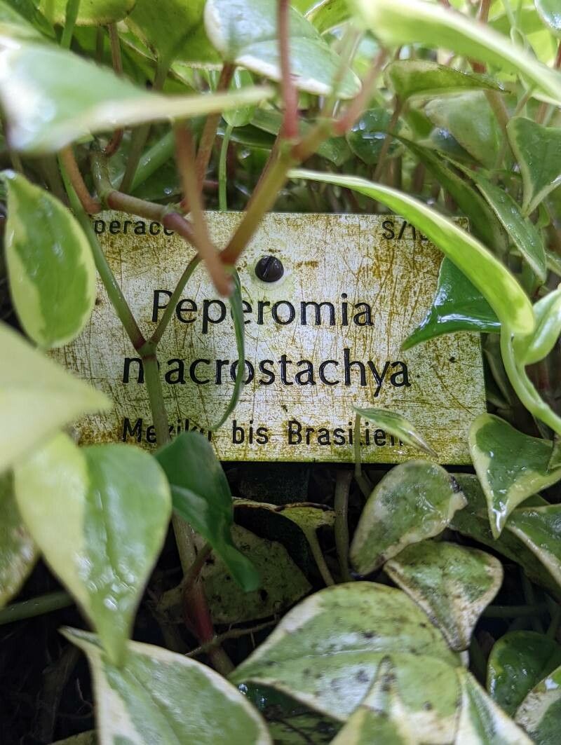 Peperomia macrostachya other