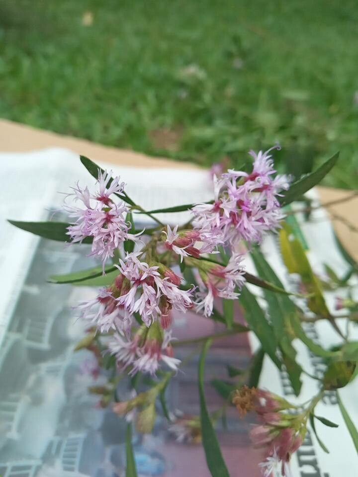 Vernonanthura montevidensis flower