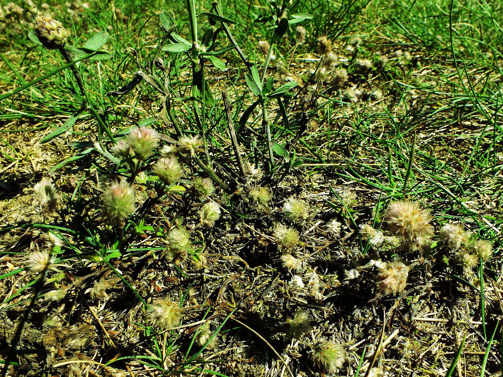 Trifolium arvense fruit