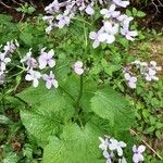 Lunaria rediviva