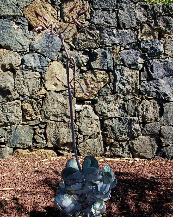 Moricandia foetida — related species from the same genus