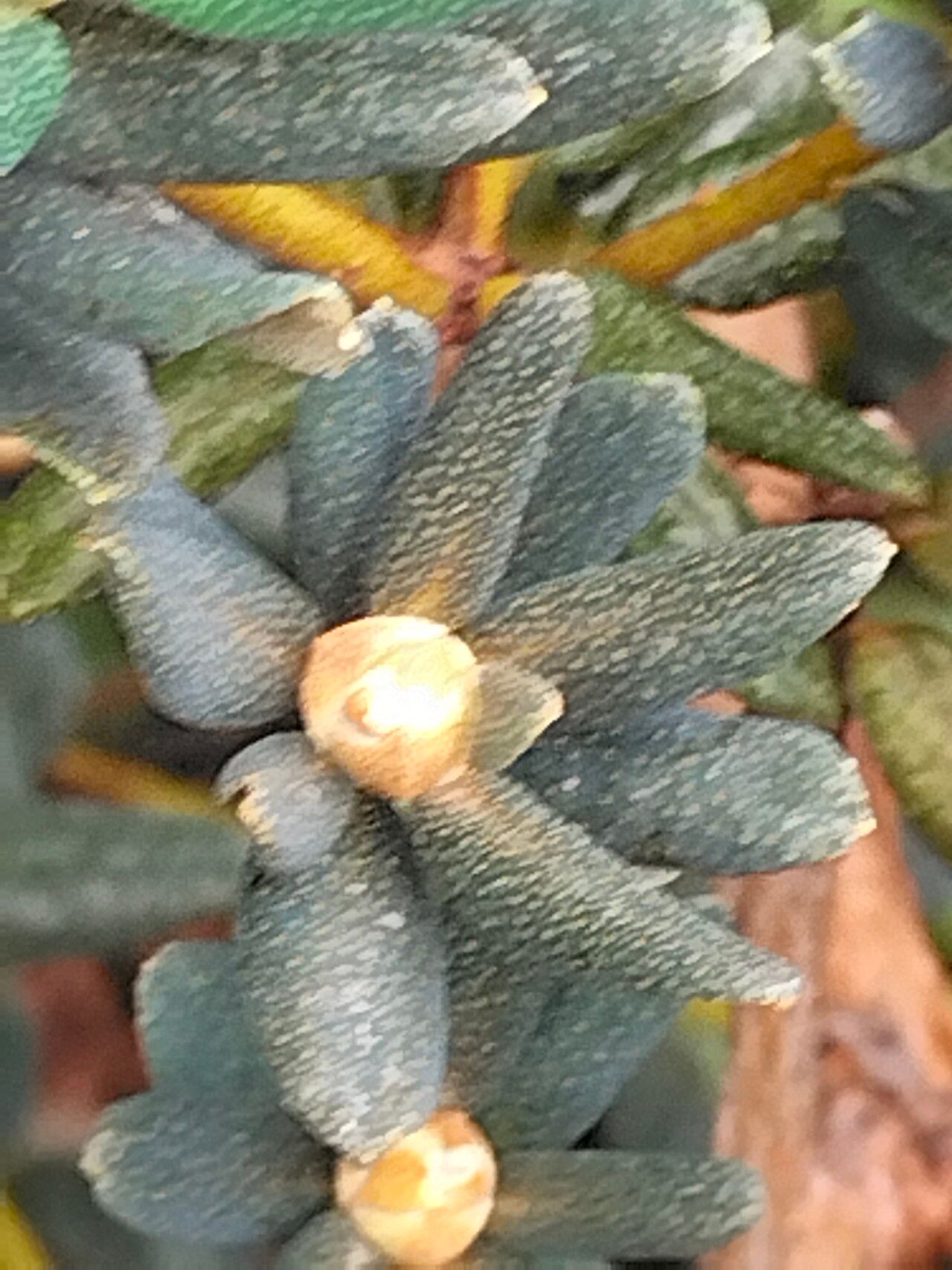 Rhododendron tapetiforme flower