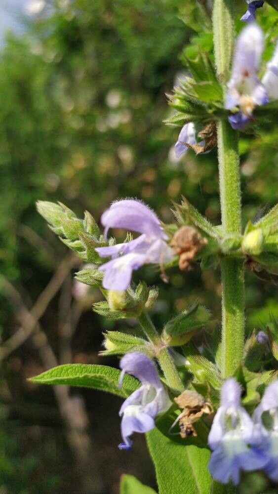 Salvia somalensis flower
