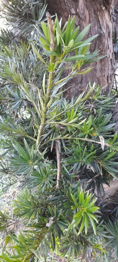 Podocarpus lambertii leaf