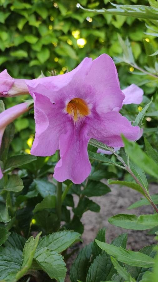 Incarvillea delavayi flower