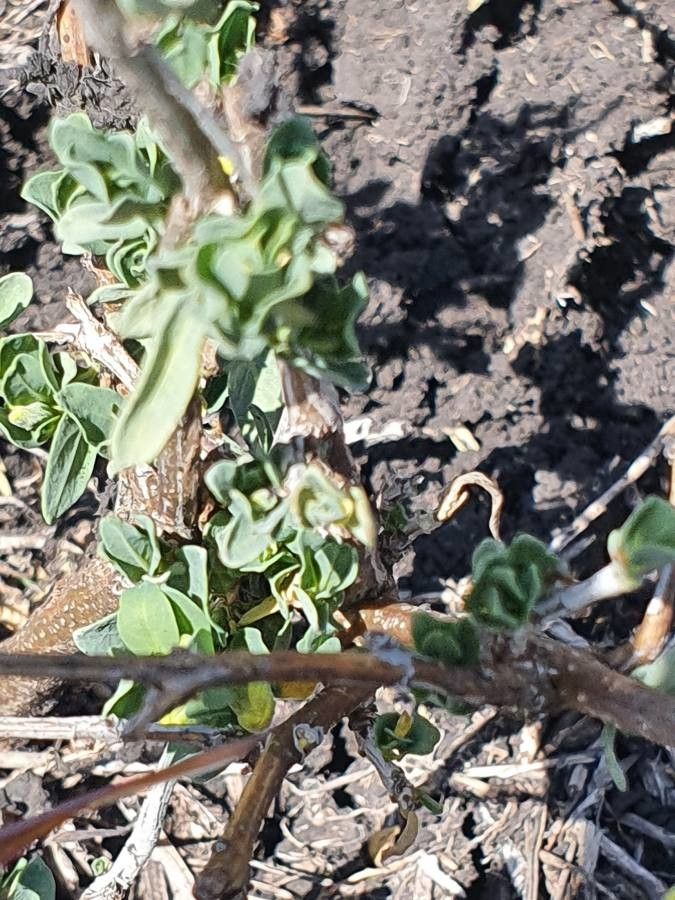 Justicia odora — houseplant care guide