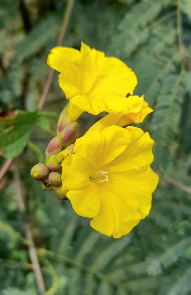 Merremia umbellata flower