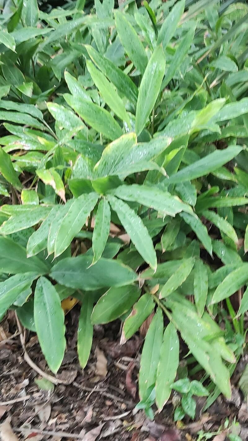 Alpinia nutans — search result for 'Alpinia'